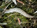 Limax maximus